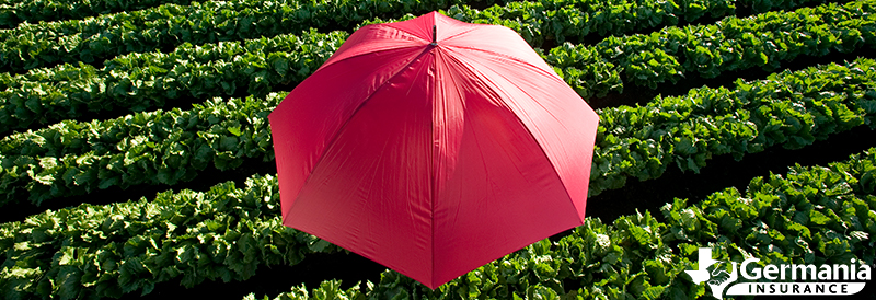 A red umbrella over crops, representing farm umbrella insurance