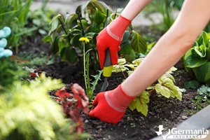 Using natural weed killer removing weeds by hand