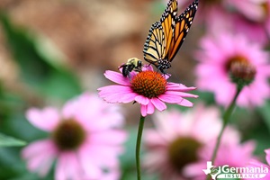 A bumblebee and monarch butterfly pollinating a flower