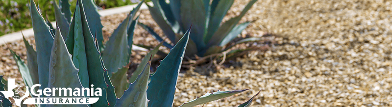 Agaves in a bed of gravel, practicing xeriscaping. 