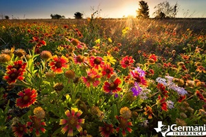 A field of Texas wildflowers