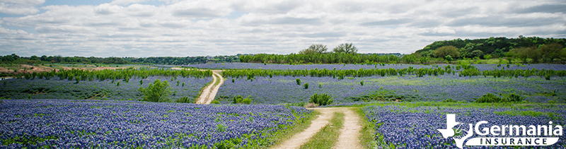 A country road through a field of Texas Bluebonnets. 