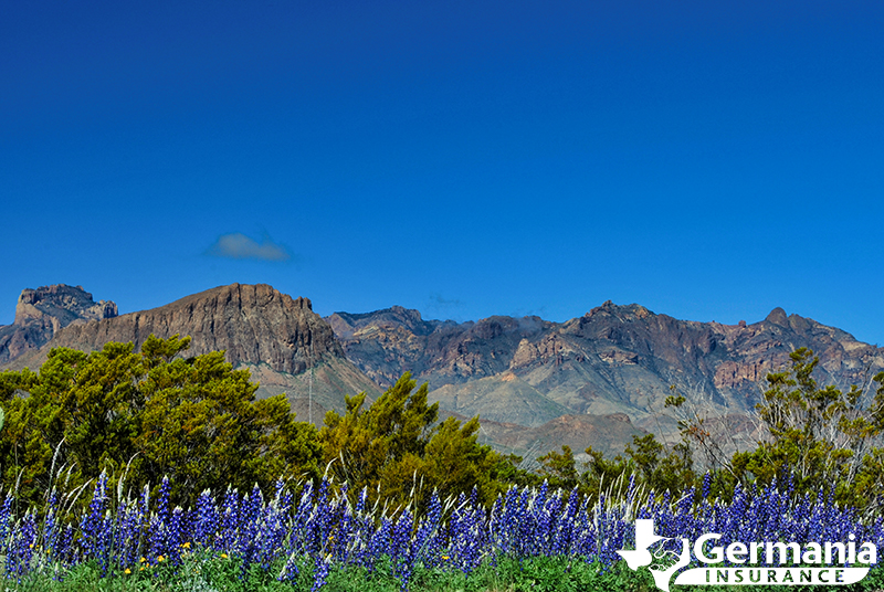 Big Bend bluebonnets growing near the Chisos Mountains. 