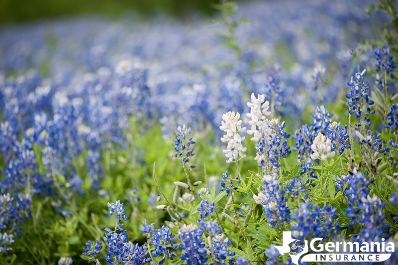 White and blue bluebonnets in a field. 
