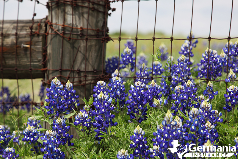 Texas bluebonnets growing up around a fencepost. 