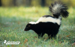 Effective Methods: How to Get Rid of Skunk Smell and Reclaim Fresh