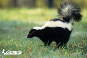 Remove skunk smell