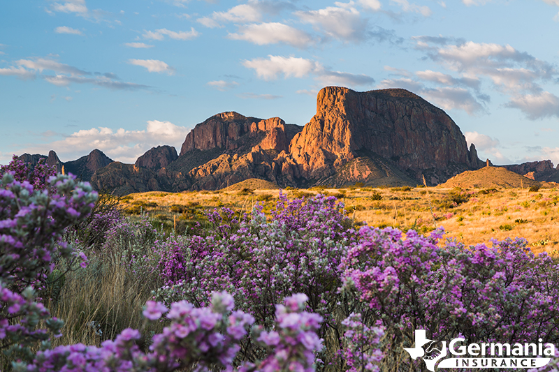 Sage blooming at Big Bend National Park in Texas