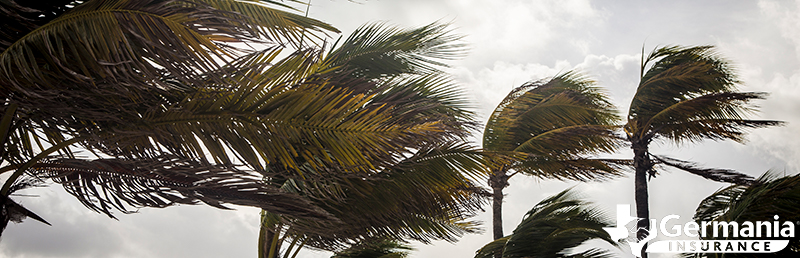 Dangerous hurricane winds blowing palm trees