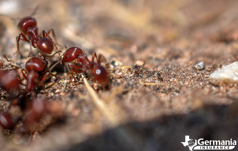 Fire ants in Texas: Where did they come from and how can they be ...