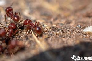 Imported red fire ants in Texas. 