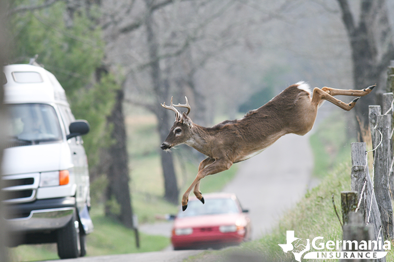 How to avoid a wildlife collisions in Texas and what to do if you can't