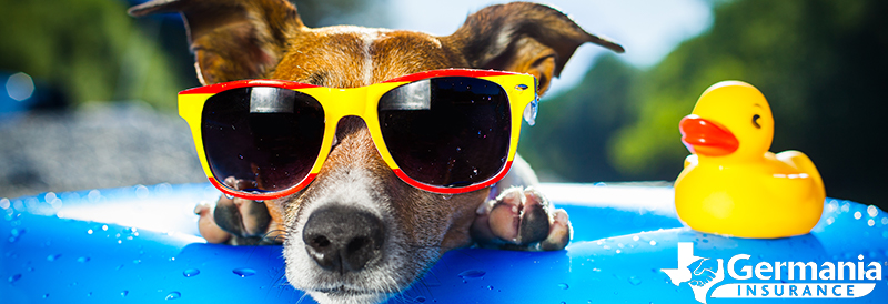 A dog with sunglasses in a pool, safe in the texas summer heat