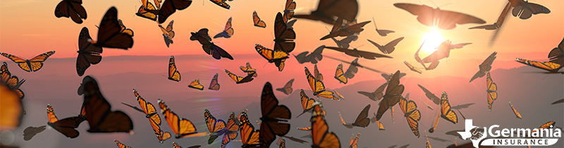 Monarch Butterfly migration in front of a sunset