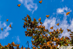 The Magnificent Monarch Butterfly Migration in Texas