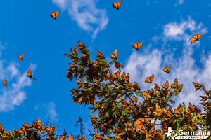 Monarch butterfly migration resting in trees