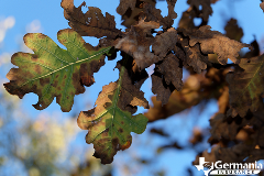 Why are oak trees dying? Oak wilt in Texas