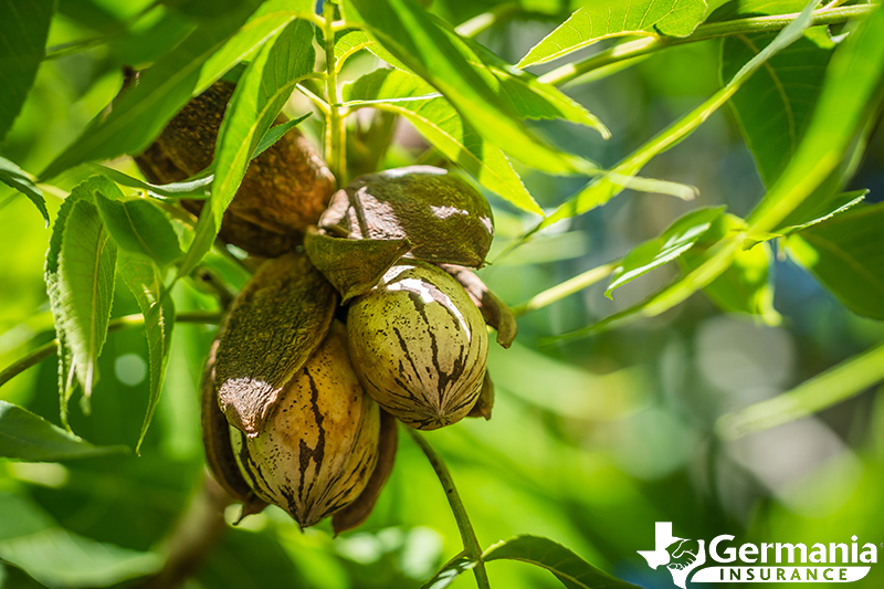 Pecans on a pecan tree, the Texas State Tree