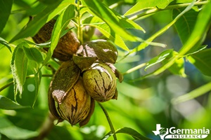 Pecans on a pecan tree, the Texas State Tree