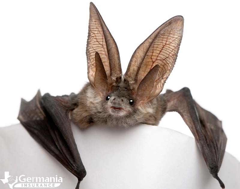 A Rafinesque's big-eared bat in Texas