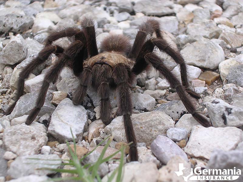 A Texas brown tarantula