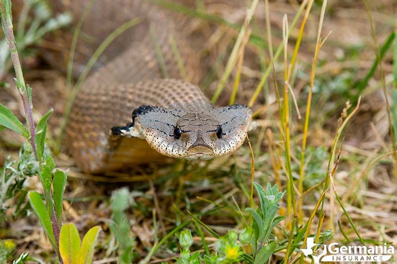 A hognose snake in Texas