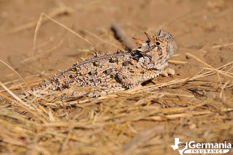 A Texas horned lizard or horny toad