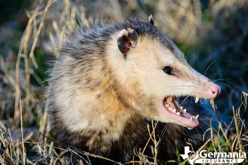 creepy real animals