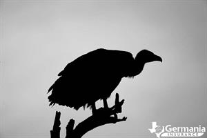 A black vulture from Texas