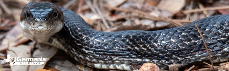 snake-banner Snake identification
