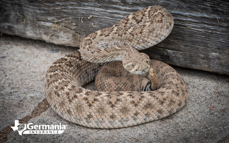 snake-Blog Snake identification