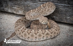 Exploring Texas: A Guide to the Most Popular Snakes You Need to Know