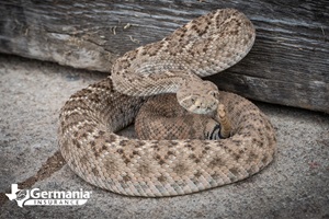 Snake identification