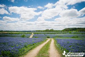 A Texas road lined with bluebonnets