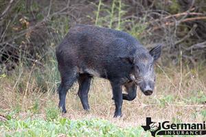 A feral pig in the Texas wilds