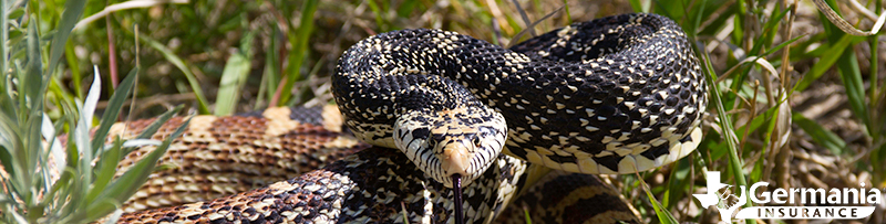 Texas Snake Safety: For You AND For Them