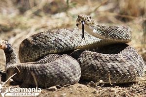 Texas rattlesnake in a defensive coil