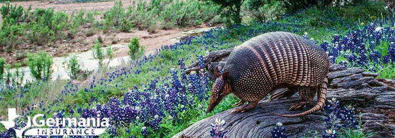 Armadillo in bluebonnets, two Texas state symbols