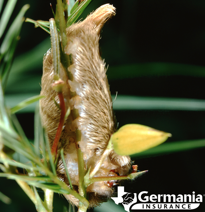 Texas insects that sting - flannel moth asp, or puss caterpillar.