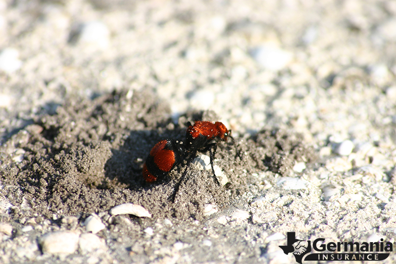 Texas insects that sting - red velvet ant.