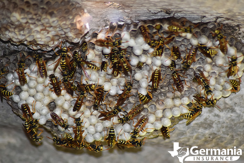 Texas insects that sting - a hive of yellow jackets.