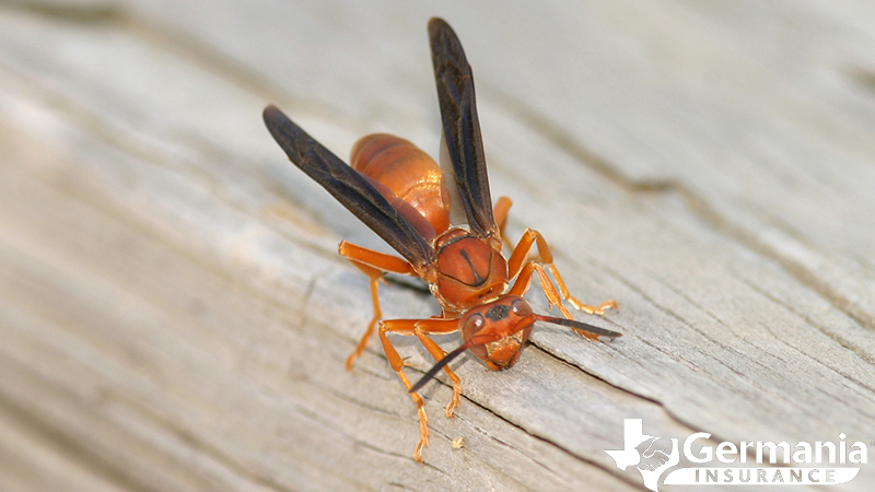 Texas insects that sting - red paper wasp.