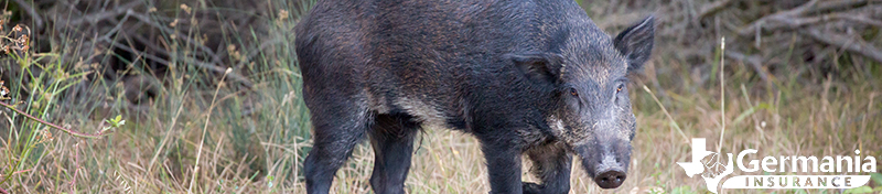 Texas wild pigs are an invasive species and huge problem. 