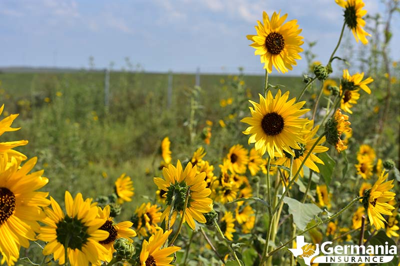 Texas wildflowers, common sunflower
