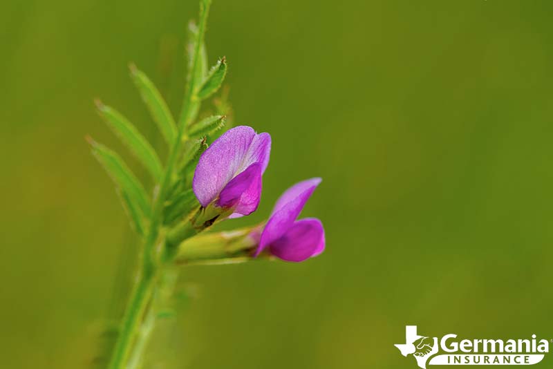 Texas wildflowers, common vetch