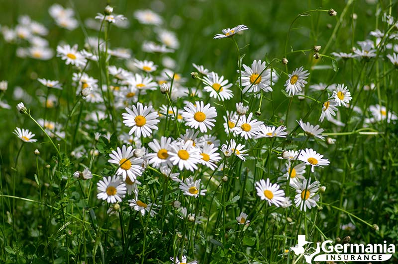 A field of Texas wildflowers, lazy daisy