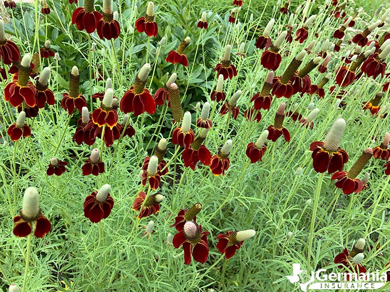 Texas wildflowers, Mexican hats