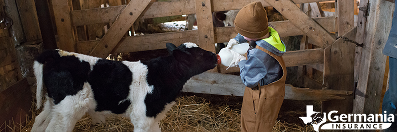 what-is-agritourism-agritainment A boy feeding a calf as part of educational agritourism