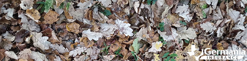 Dead red oak leaves on the ground