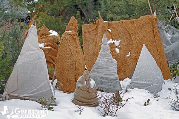 Winterizing plants by covering them with blankets